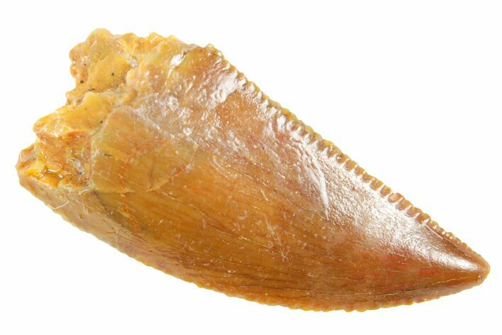 Serrated Raptor Tooth - Real Dinosaur Tooth #364696